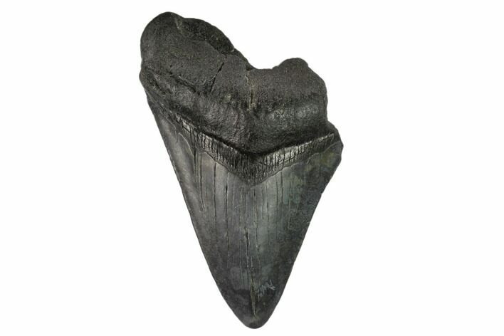 Bargain, Partial Megalodon Tooth - South Carolina #134291